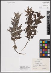 Foto von Salix cinerea L.